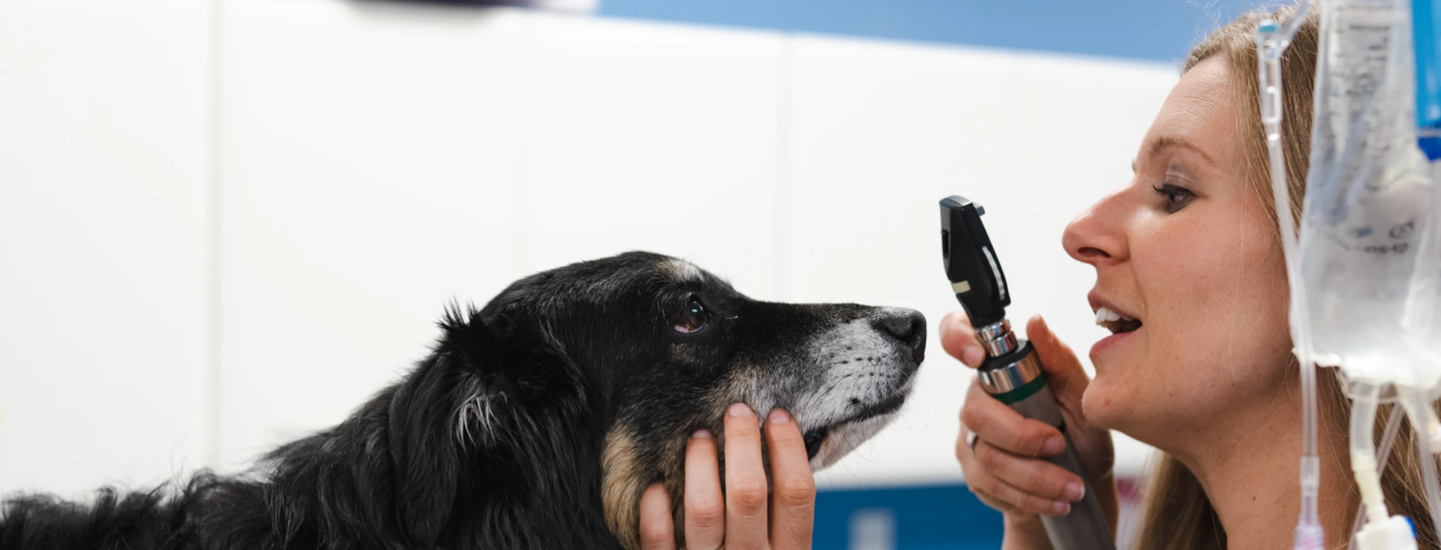 Vet Tech helping a dog