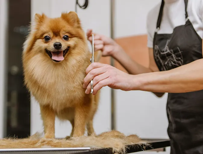 Pomeranian on a grooming table, smiling and getting a haircut by a Groomer. 