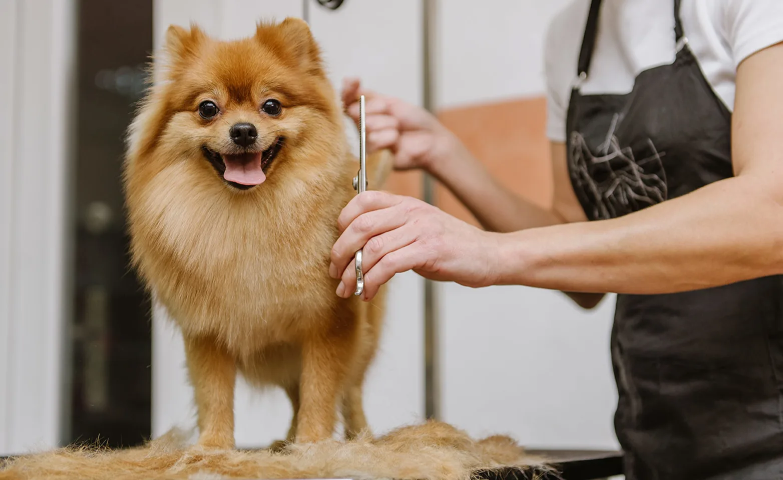 Pomeranian on a grooming table, smiling and getting a haircut by a Groomer. 