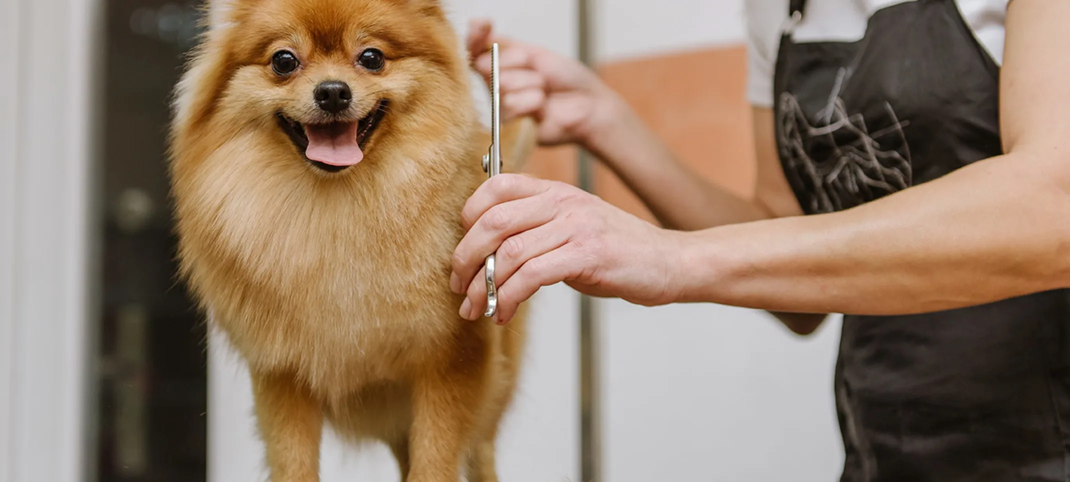 Pomeranian on a grooming table, smiling and getting a haircut by a Groomer. 