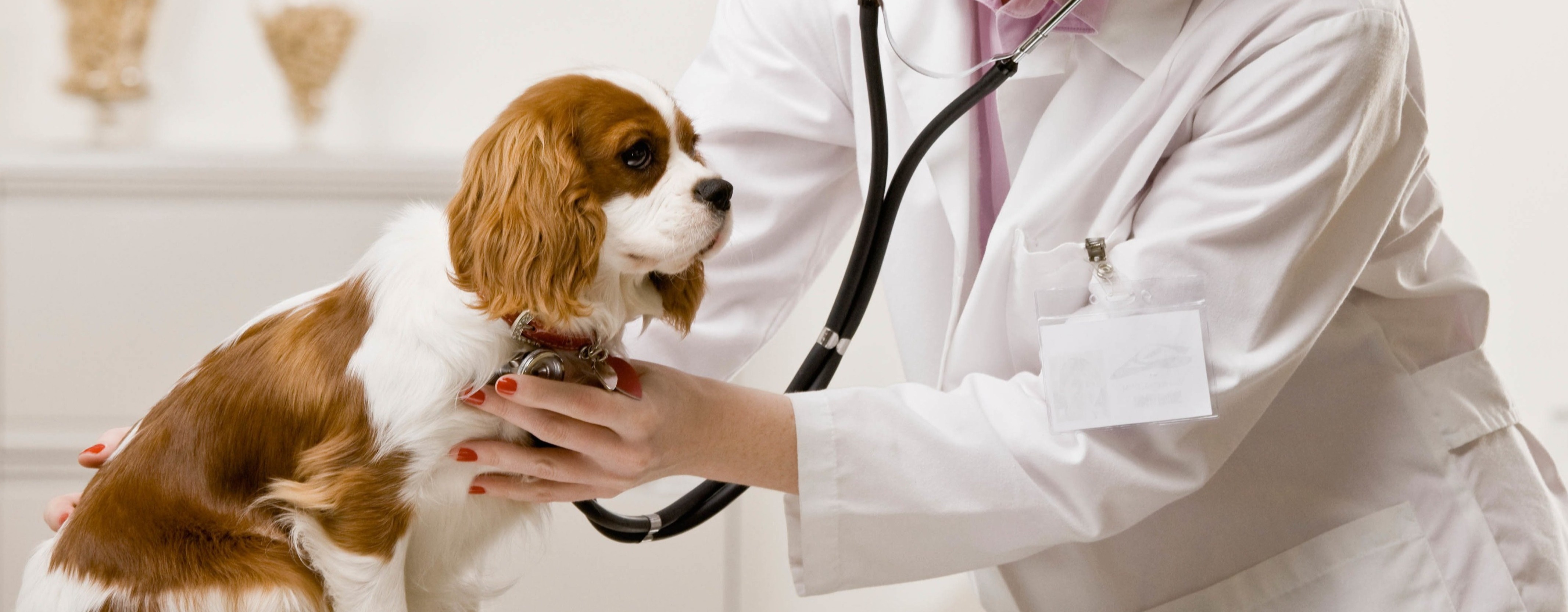 Our Expert Veterinarians in Asheville, NC South Asheville Veterinary