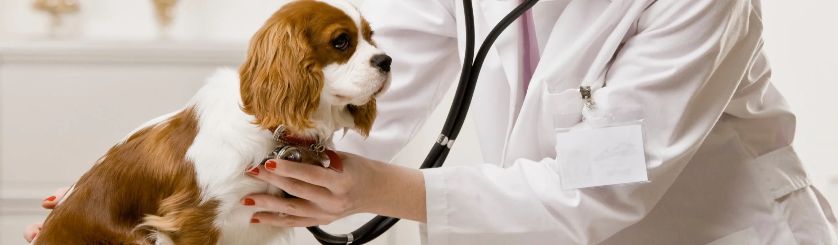 Veterinary staff examining a dog with stethoscope 