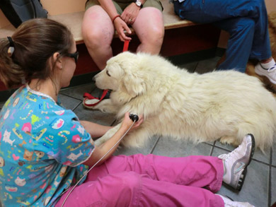Seven Bends Veterinary Hospital Laser Therapy