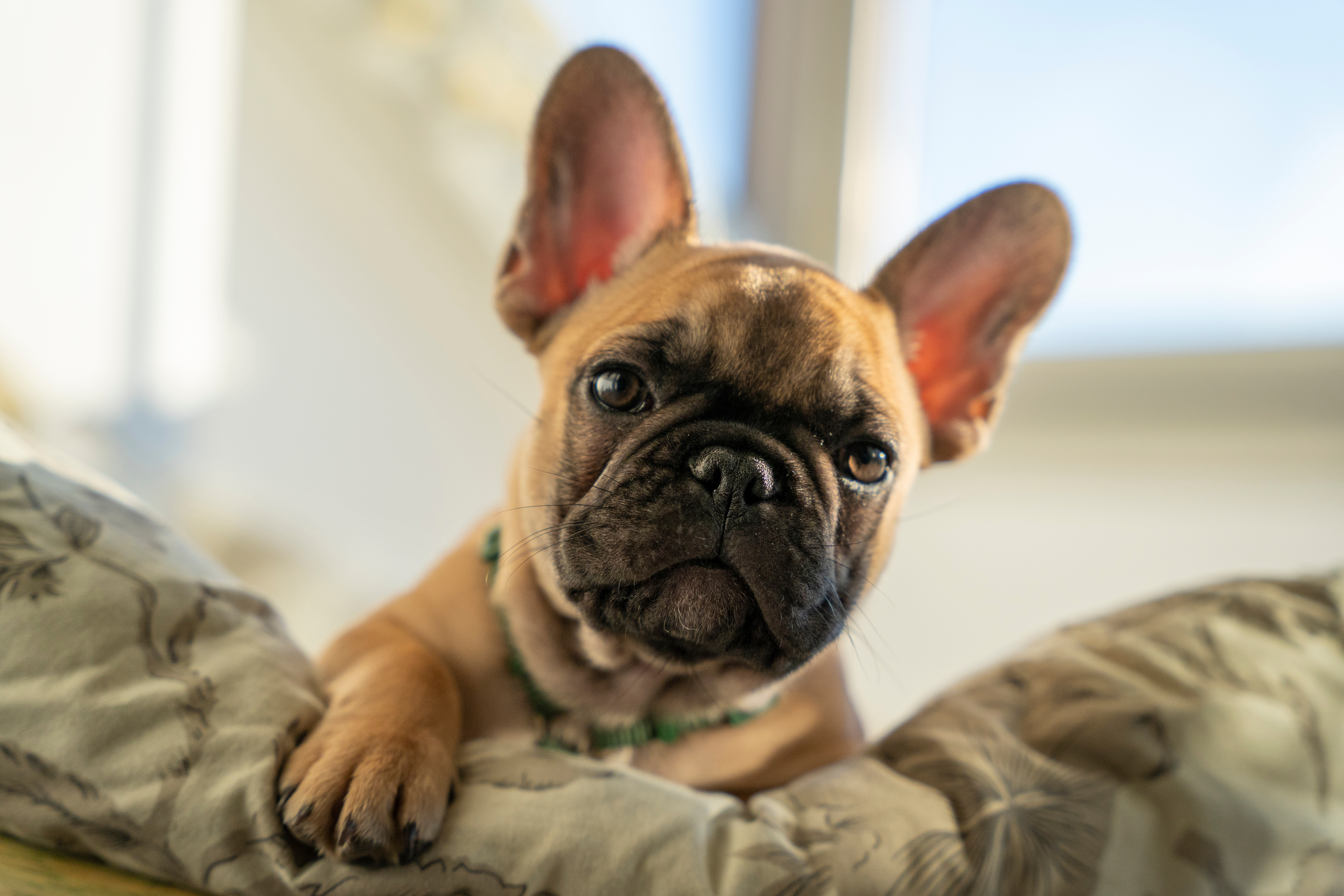Brown Dog on Green Blanket
