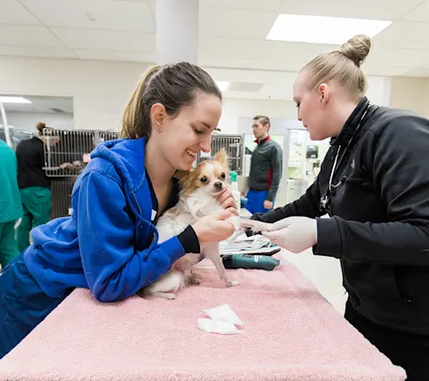 brown and white dog getting its leg wrapped brown and white dog getting its leg wrapped