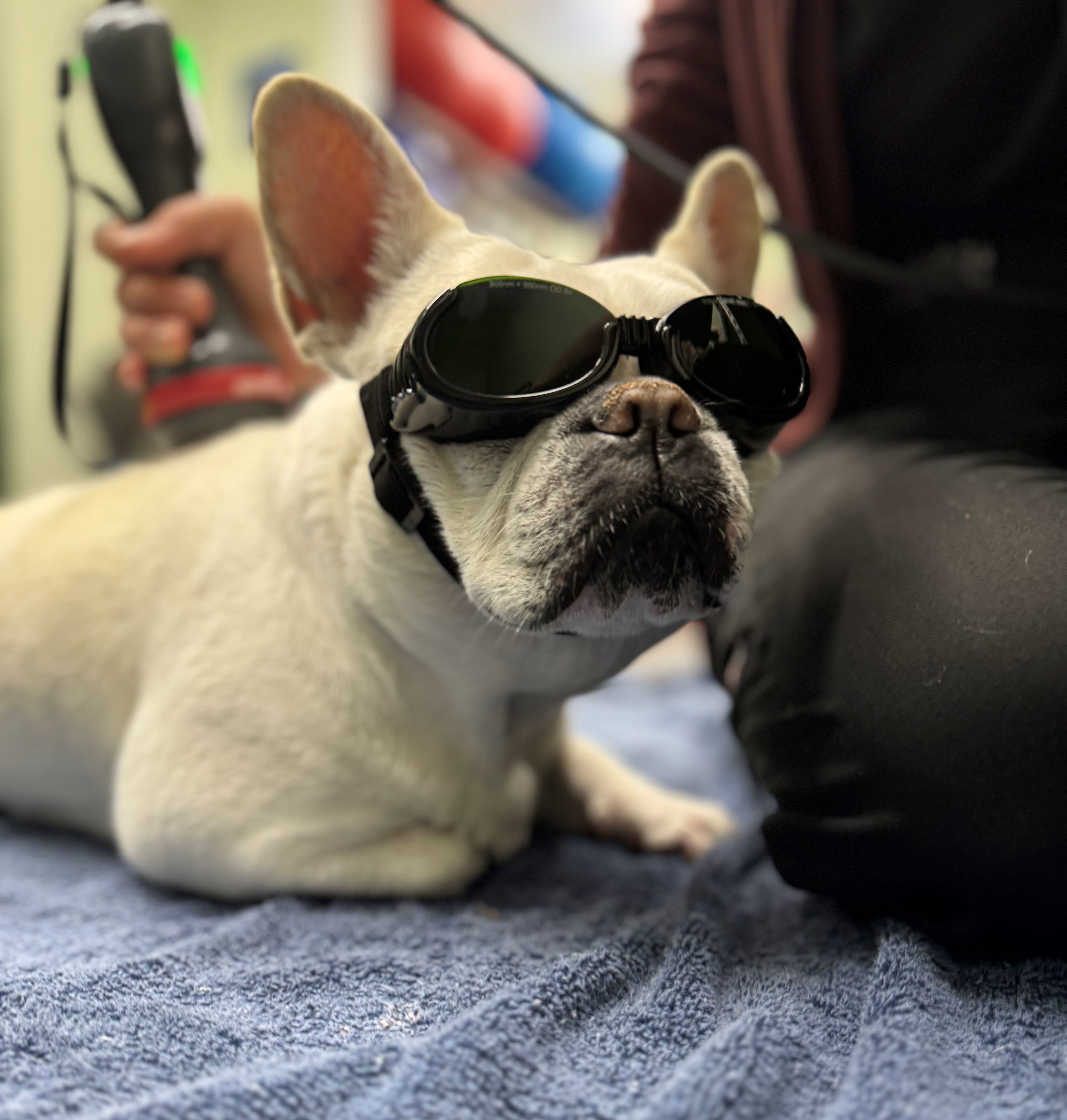 French Bulldog Wearing Goggles