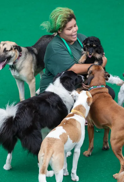 black dog with mouth open black dog with mouth open