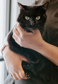 Black Cat being held in arms
