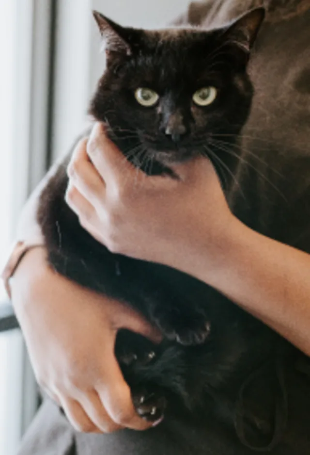 Black Cat being held in arms