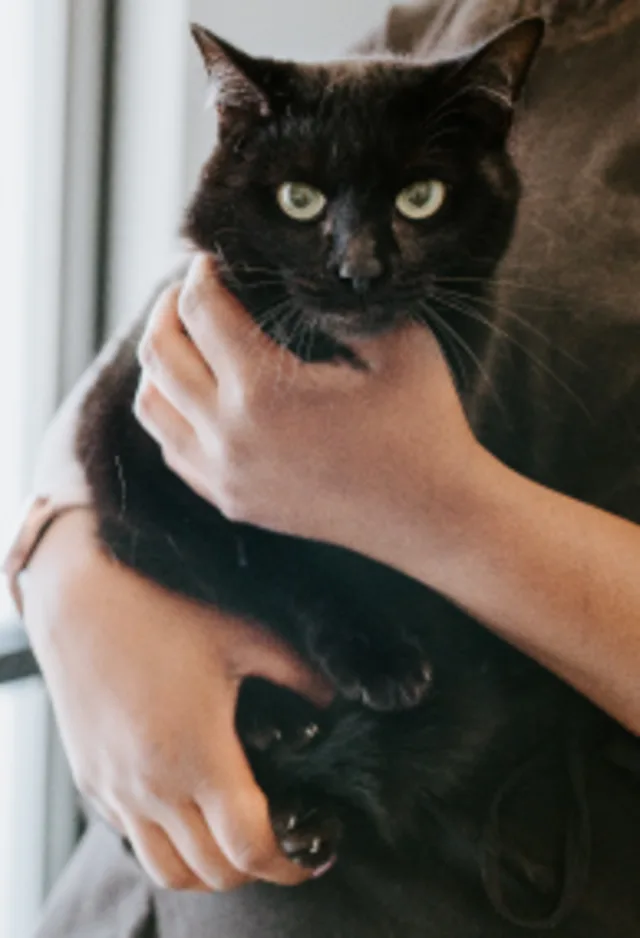 Black Cat being held in arms Black Cat being held in arms