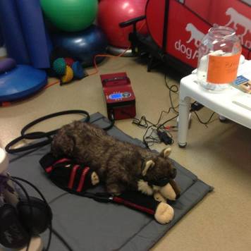 NeuroMuscular Electrical Stimulation (NMES) – Roaring Fork Animal  Rehabilitation & Fitness