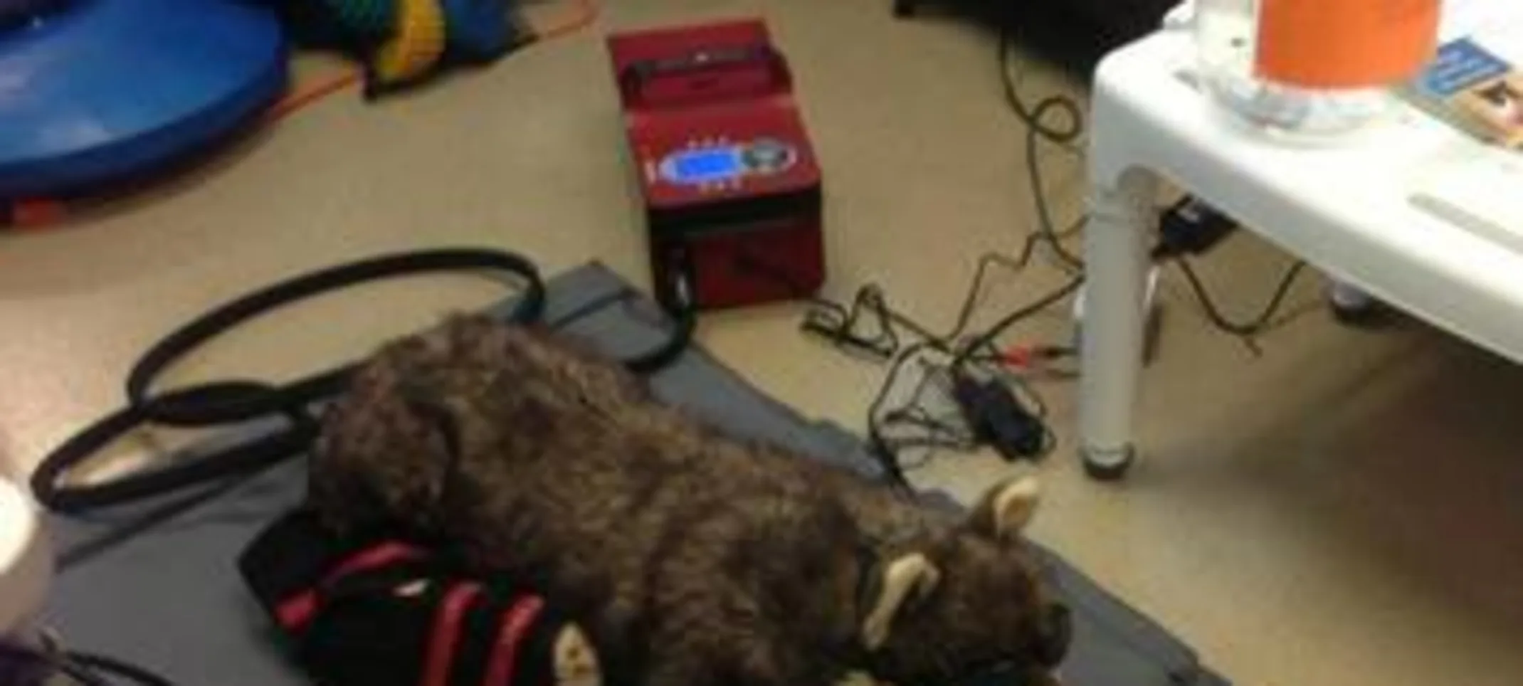 Dog during NMES Dog during NMES