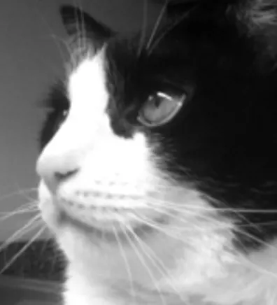 Close up of Bubba the cat Close up of Bubba the cat