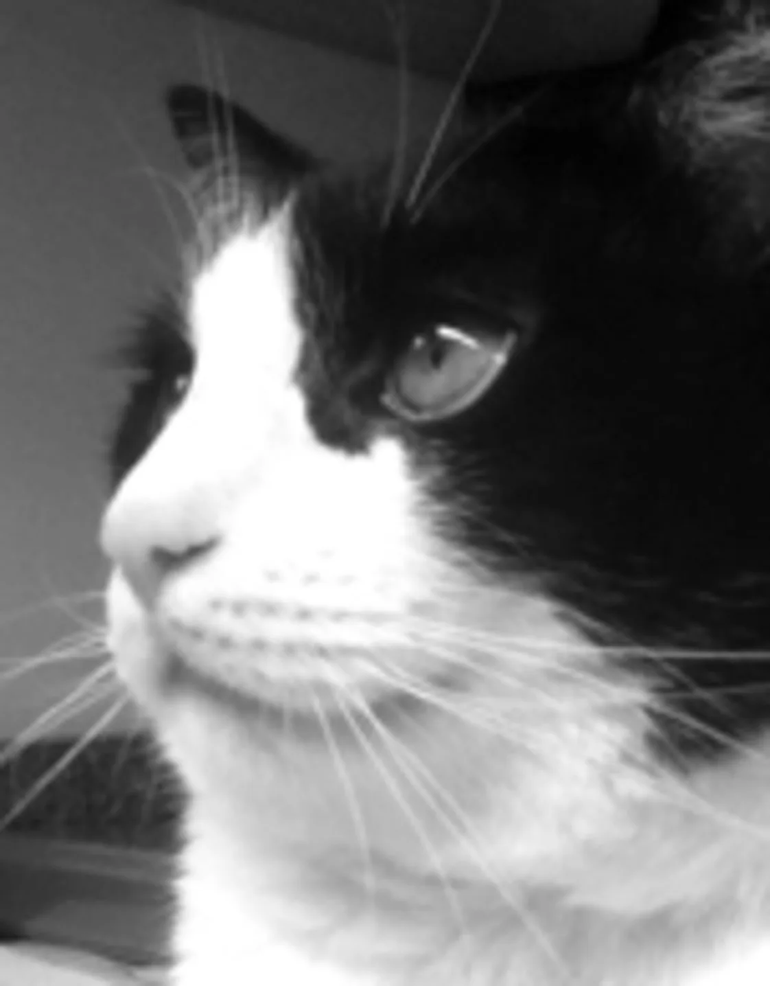 Close up of Bubba the cat Close up of Bubba the cat