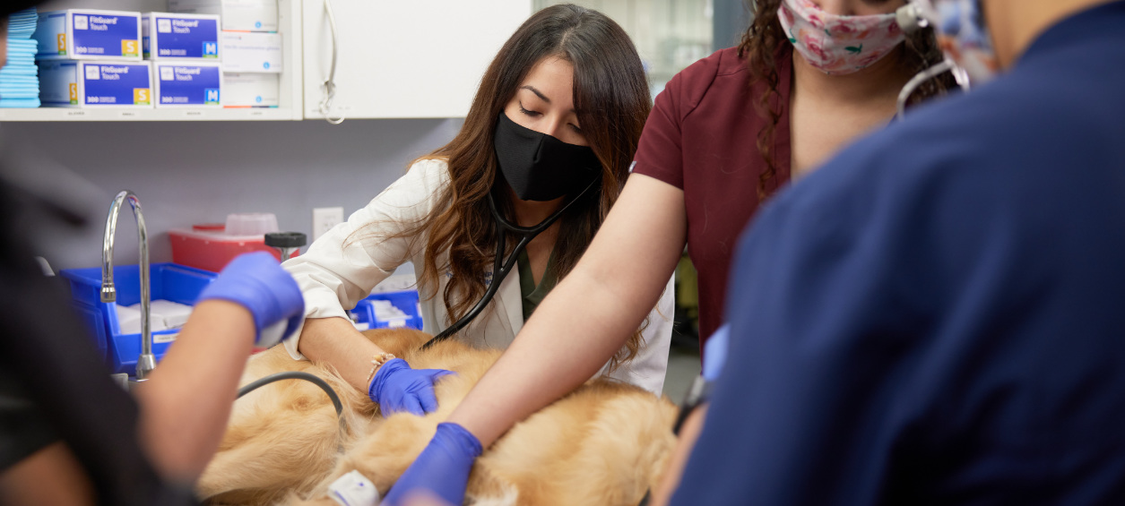 Vets Providing Emergency Car to Golden Retriever