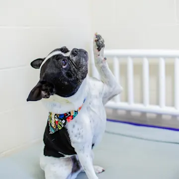 Dog boarding at PetSuites Dog boarding at PetSuites