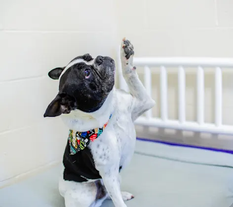 Dog boarding at PetSuites Dog boarding at PetSuites