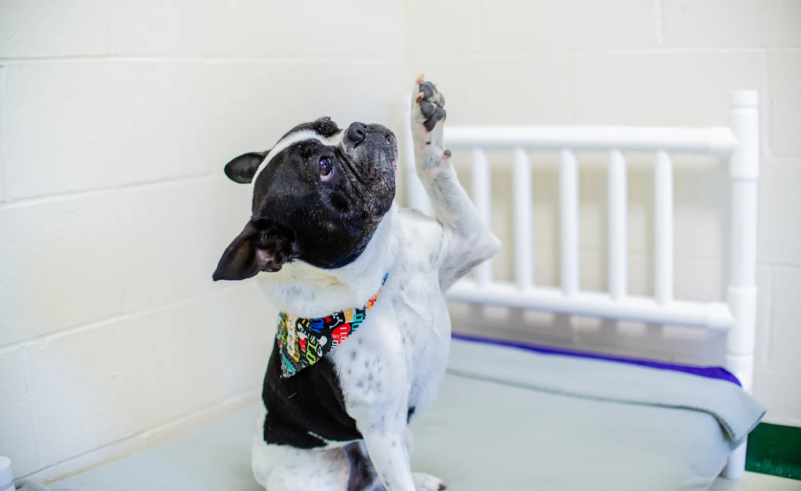 Dog boarding at PetSuites Dog boarding at PetSuites