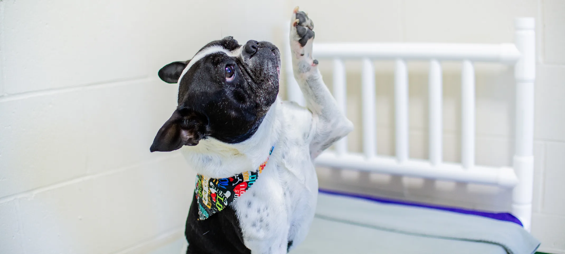 Dog boarding at PetSuites