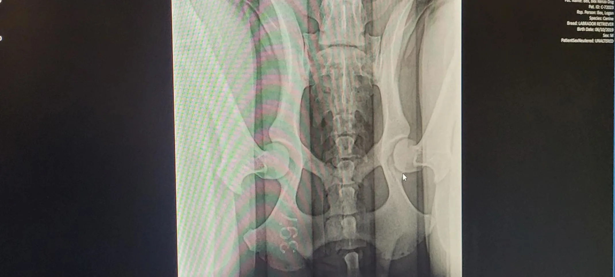 Close up computer with Pennhip radiographs on the screen Close up computer with Pennhip radiographs on the screen