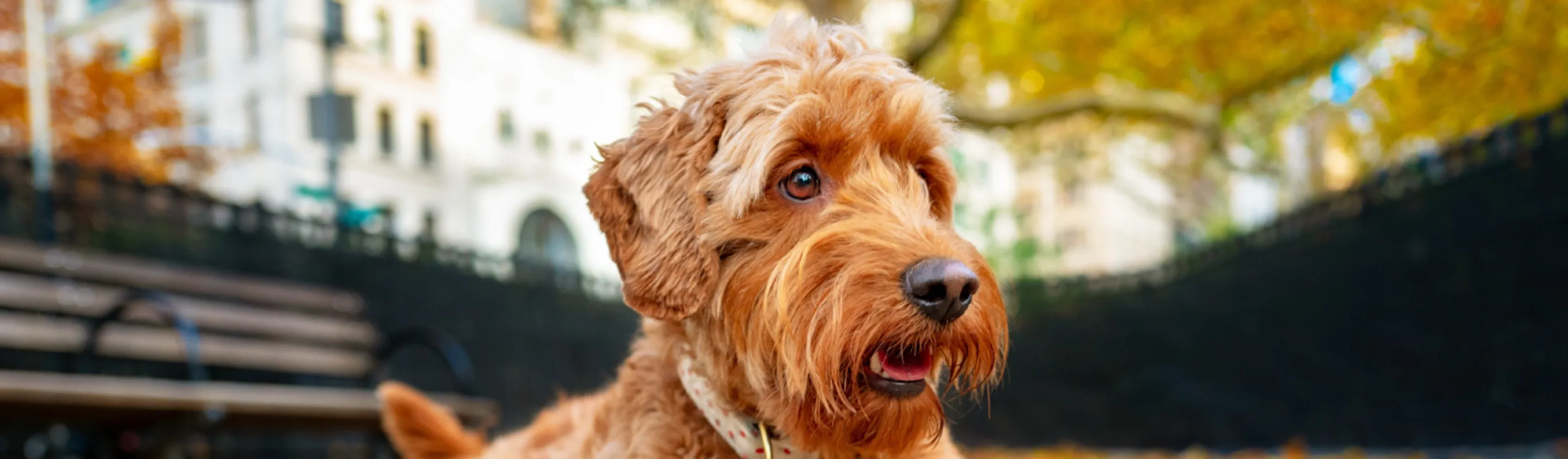 Dog in Park for Veterinary Care Group