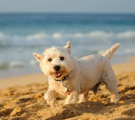 Dog running on a beach Dog running on a beach