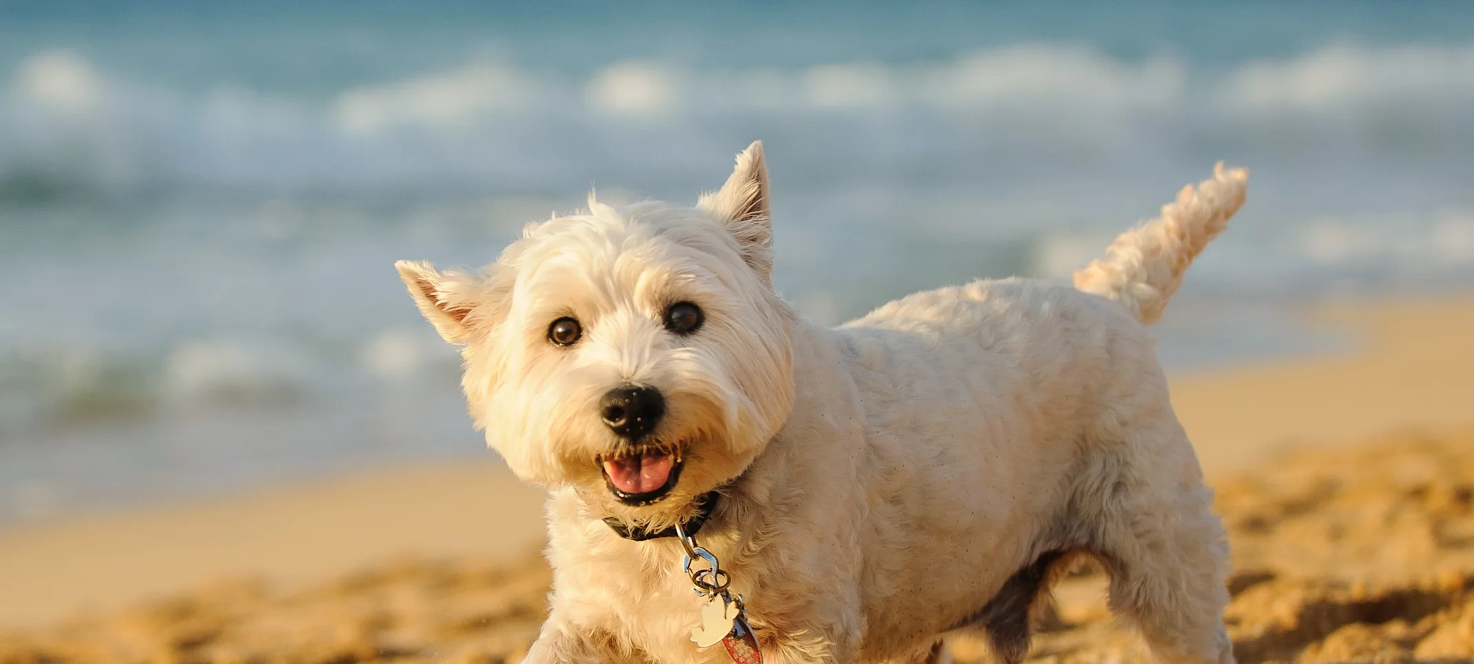 Dog running on a beach Dog running on a beach