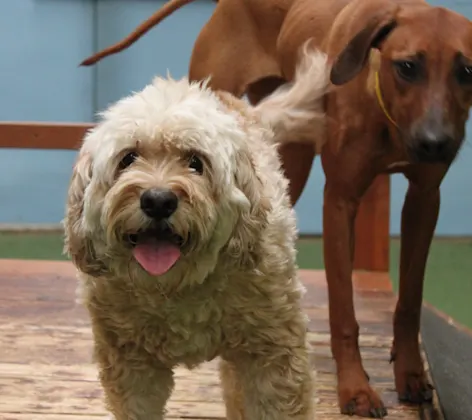 Dog playing at the Pet Ranch with tongue out Dog playing at the Pet Ranch with tongue out