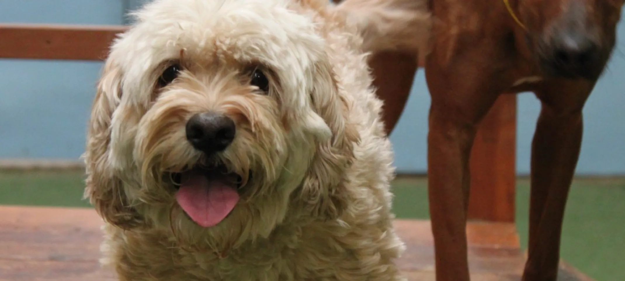 Dog playing at the Pet Ranch with tongue out