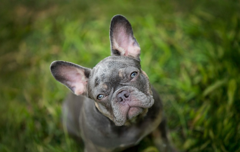 French bulldog sitting on grass and looking up