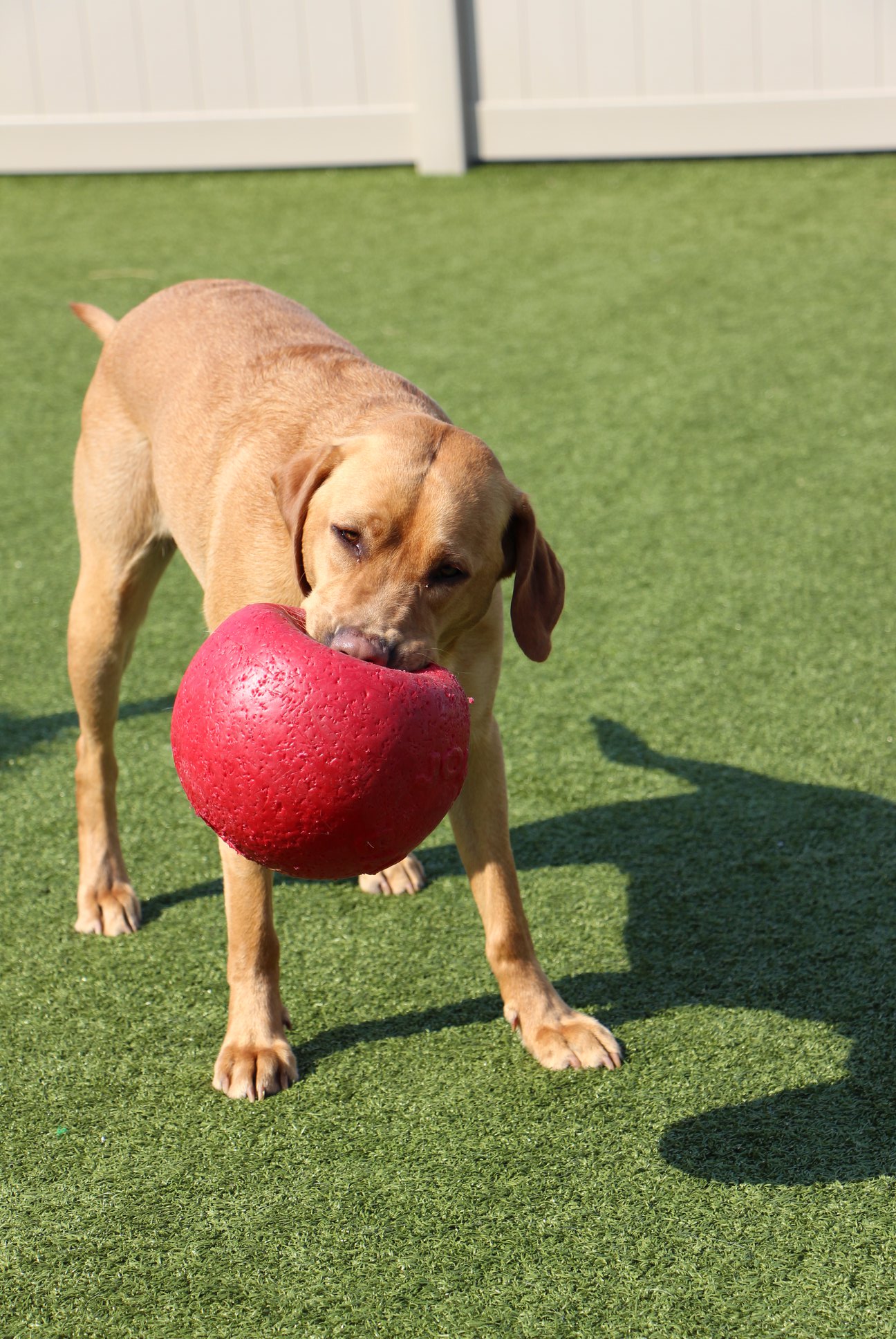 Dog holding red ball