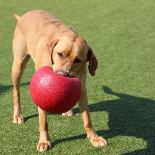 Dog holding red ball