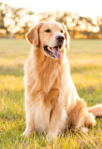 Golden retriever sitting in a sunny field Golden retriever sitting in a sunny field