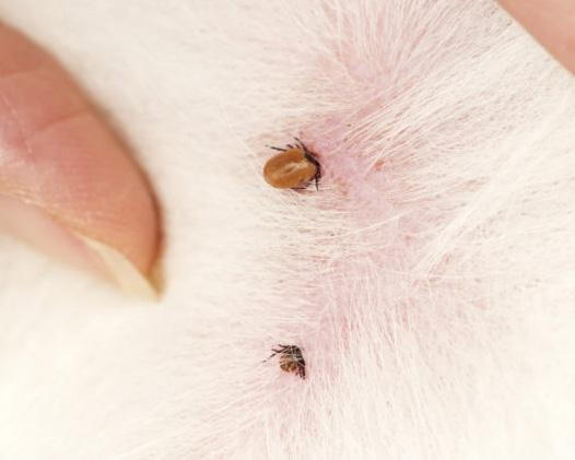 Ticks