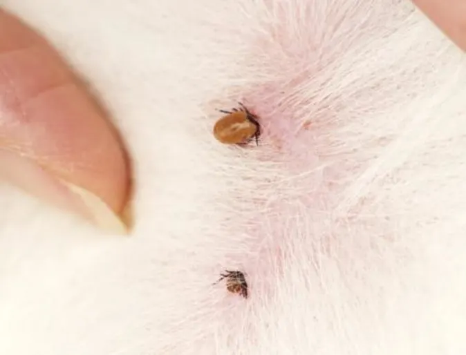 IMAGE - Effects of marijuana on dogs Ticks
