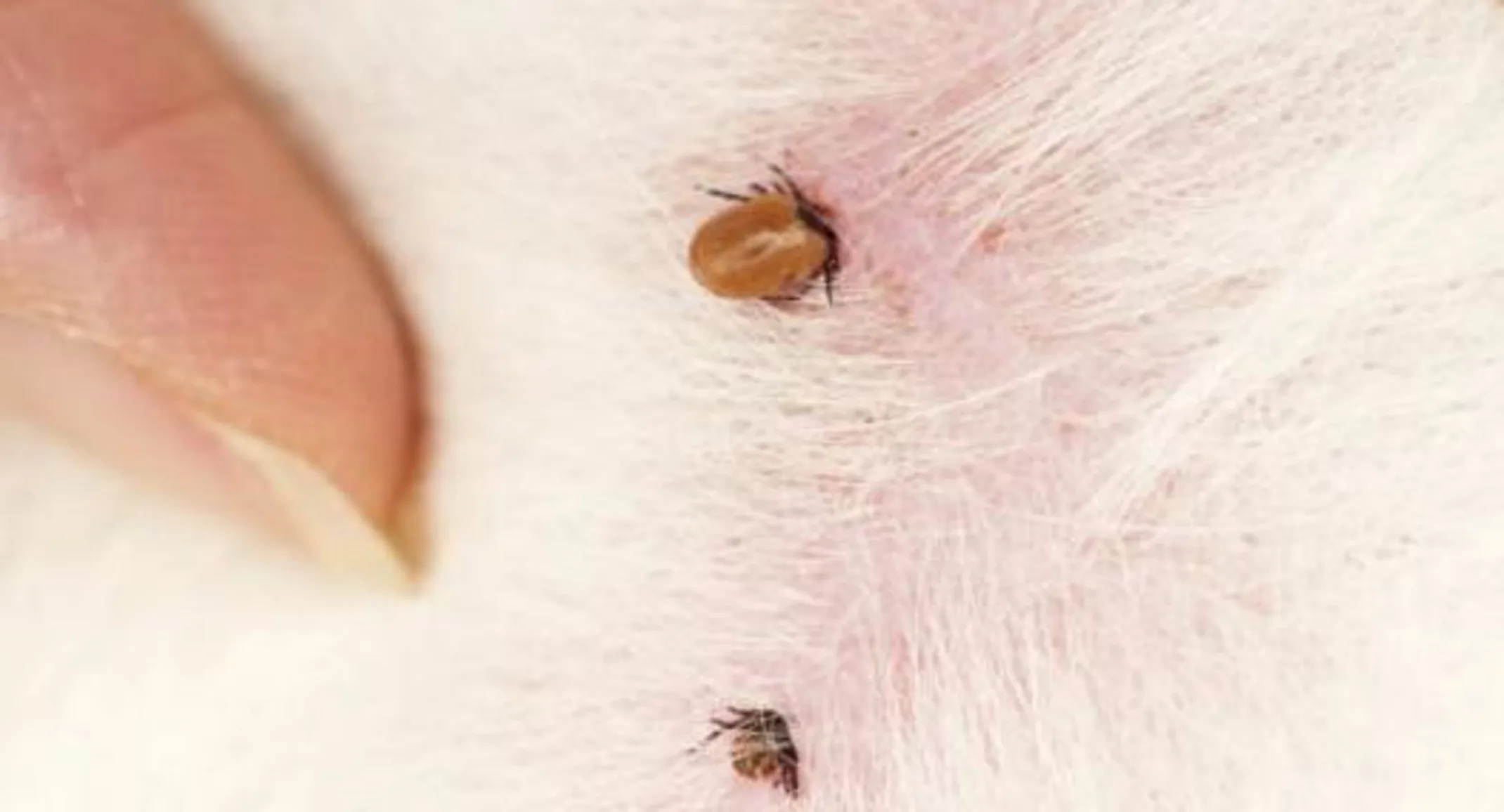 IMAGE - Effects of marijuana on dogs Ticks