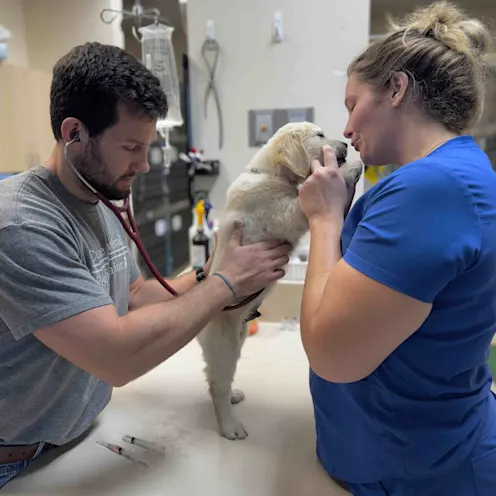 Dr. Belcher Examining a Puppy Dr. Belcher Examining a Puppy
