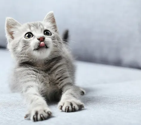 Kitten with tongue out on couch Kitten with tongue out on couch