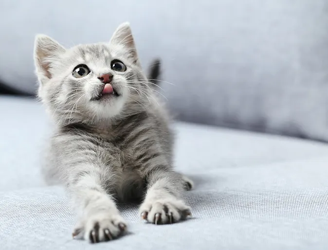 Kitten with tongue out on couch Kitten with tongue out on couch