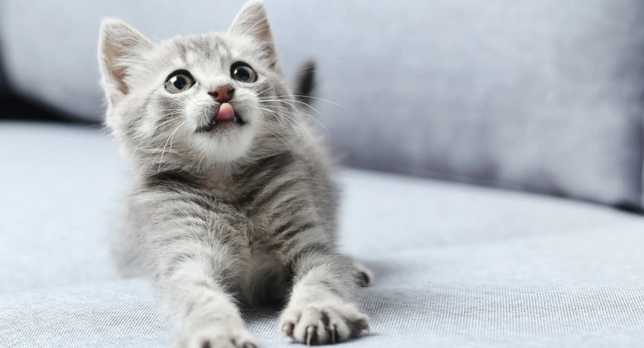 Kitten with tongue out on couch Kitten with tongue out on couch