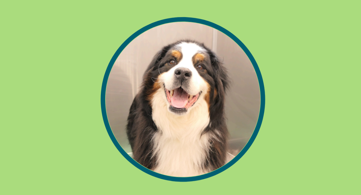 Riggins, a 7-year-old Bernese Mountain Dog