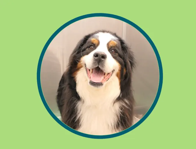 Riggins, a 7-year-old Bernese Mountain Dog Riggins, a 7-year-old Bernese Mountain Dog