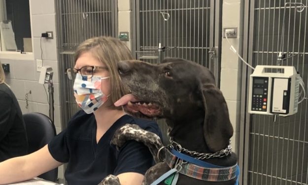 Black dog sitting next to vet 