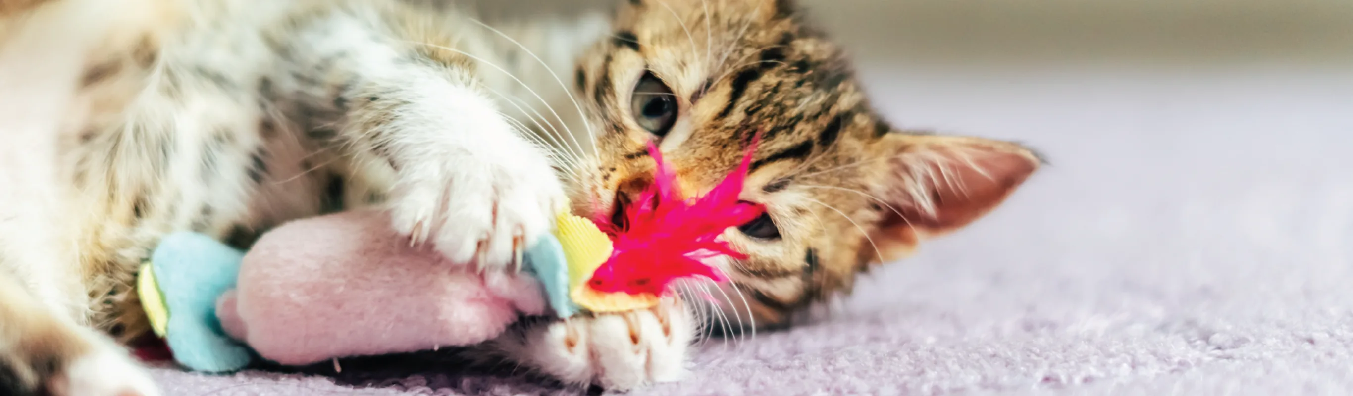 Cat playing with toy