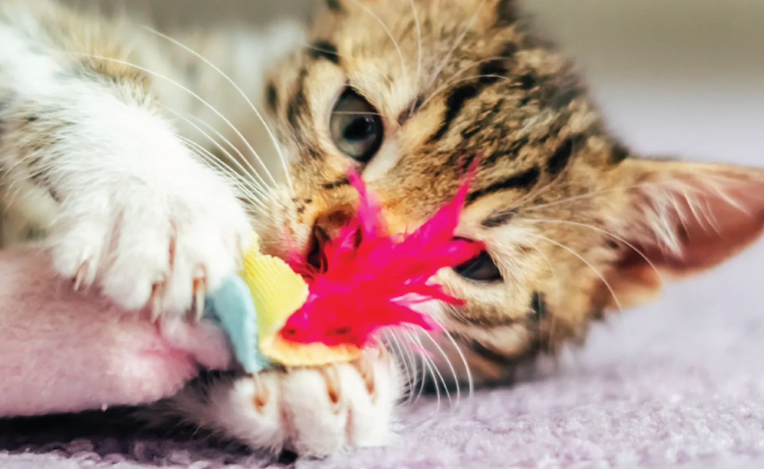Cat playing with toy Cat playing with toy