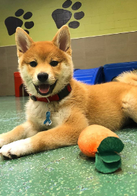 An Orange Puppy Lying Down at Pooch Hotel