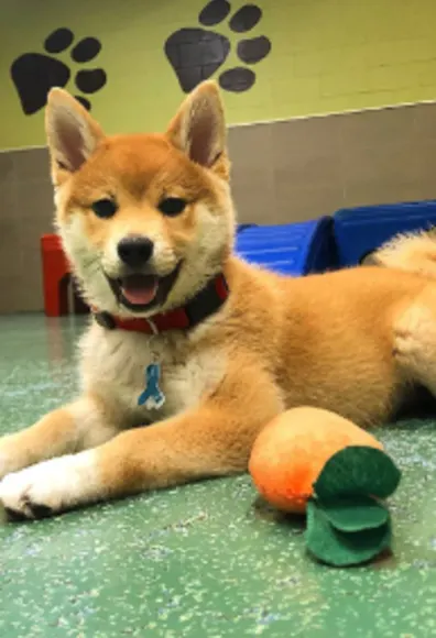 An Orange Puppy Lying Down at Pooch Hotel