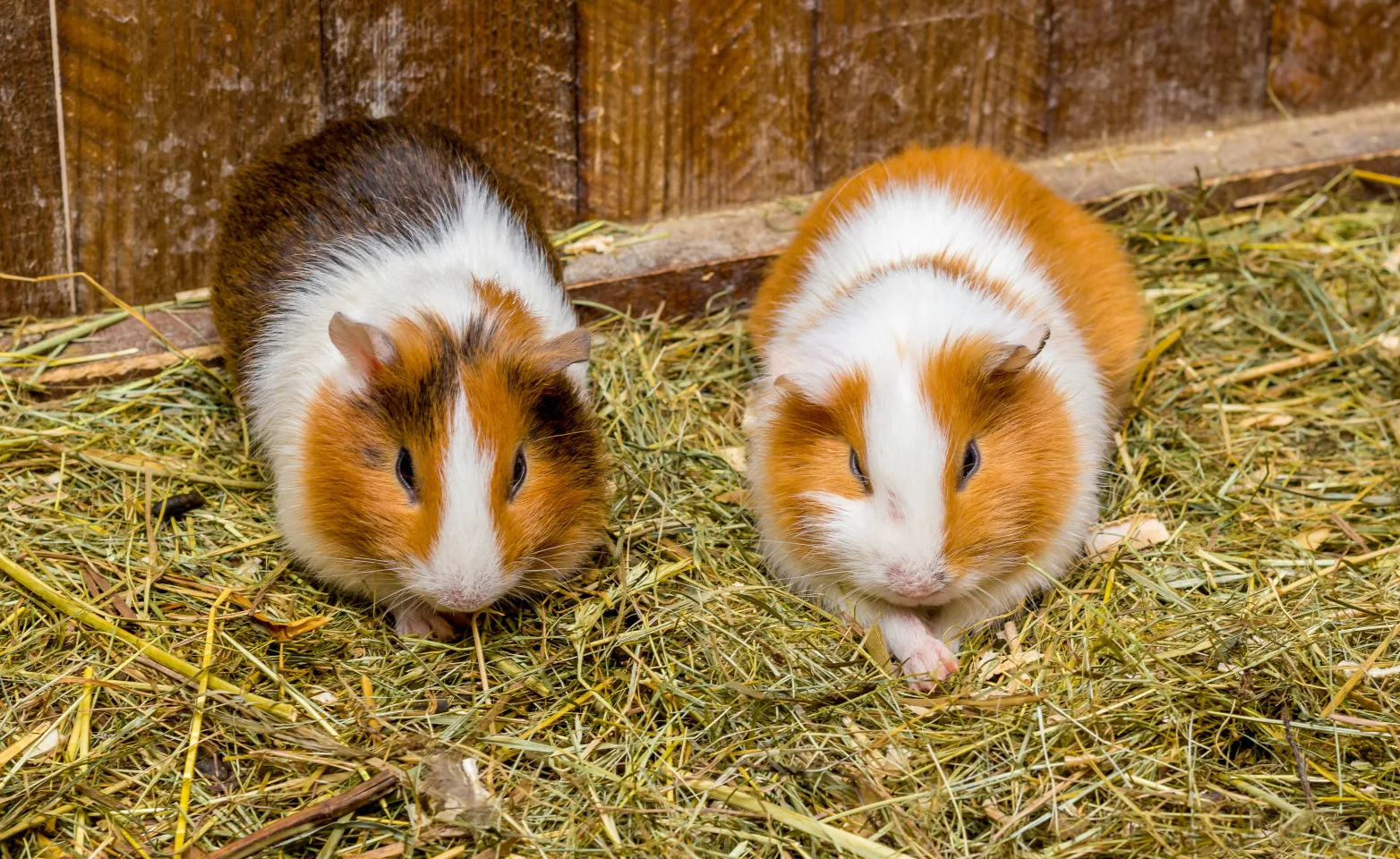 Two hamsters lay in hay