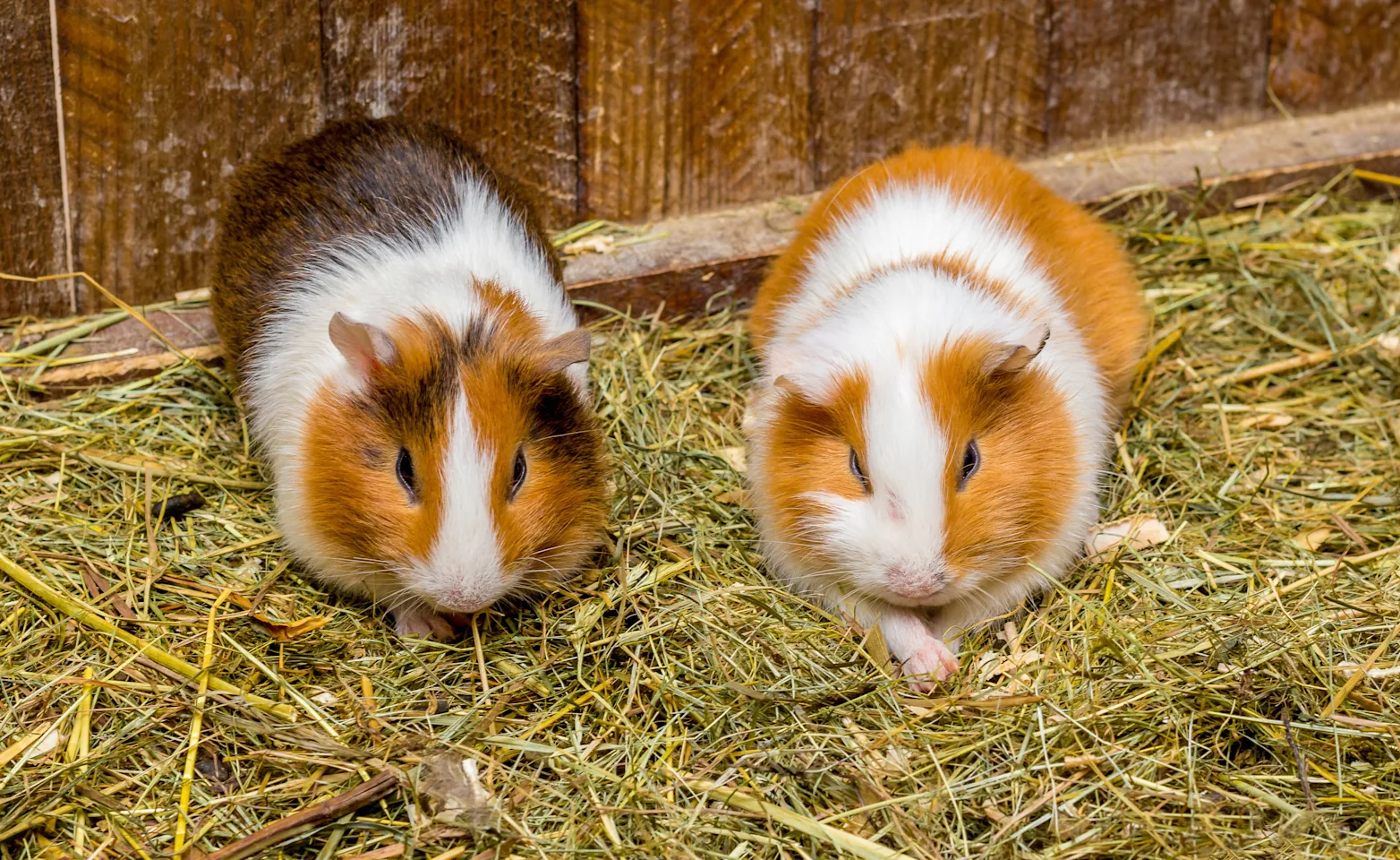 Two hamsters lay in hay