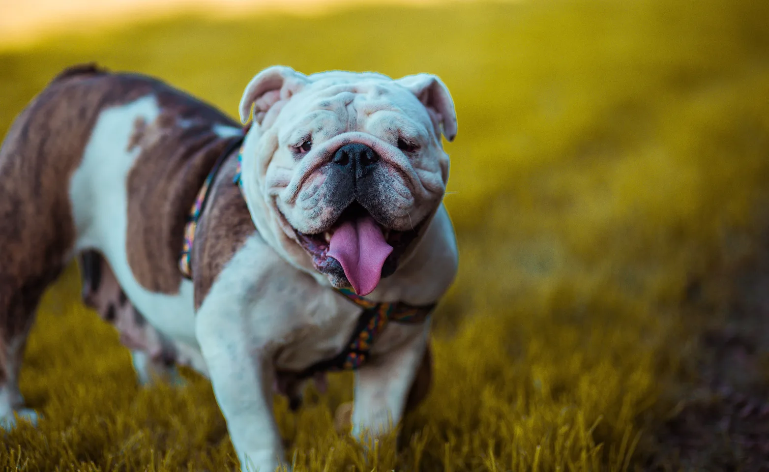 bulldog standing bulldog standing